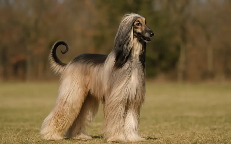 Afghan Hound Dog - Graceful and Majestic Breed Elegant Afghan Hound Dog with Long Silky Coat