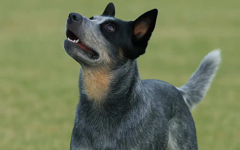 Blue Heeler Dog front view with alert expression